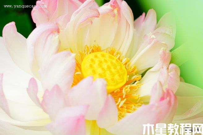 蓮韻牡丹 蓮韻牡丹