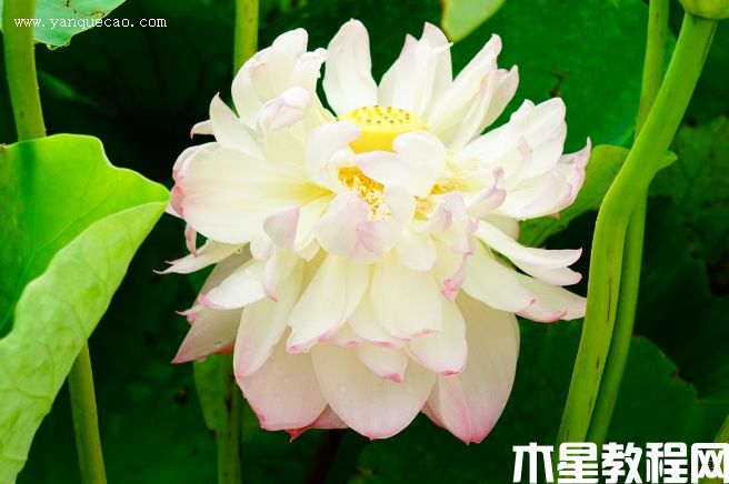 蓮韻牡丹(圖3) 蓮韻牡丹