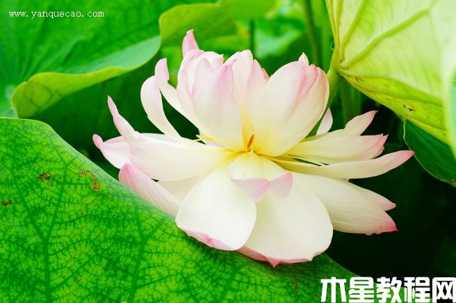 蓮韻牡丹 蓮韻牡丹