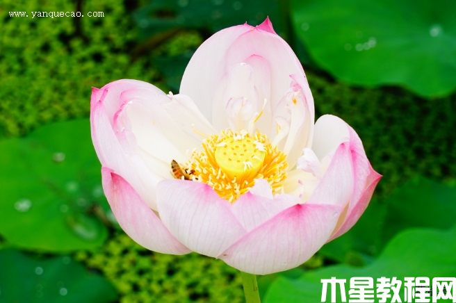 披針?lè)? title=