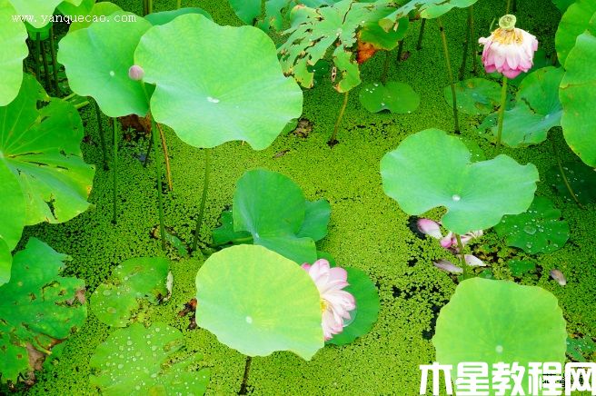 露華濃(圖3) 露華濃
