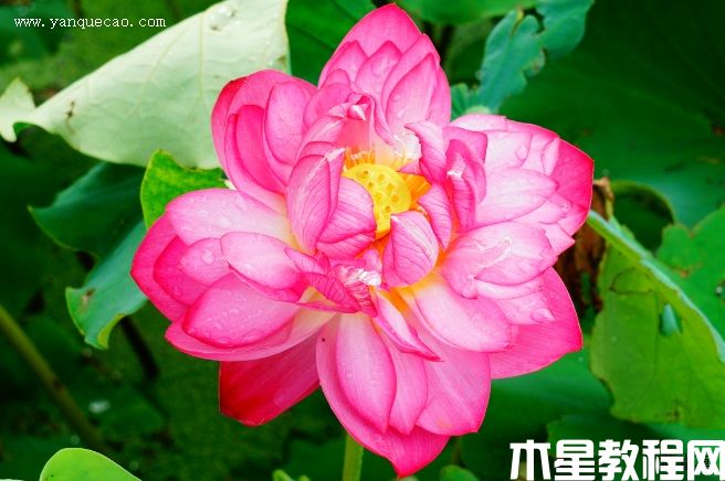紫氣東來 紫氣東來