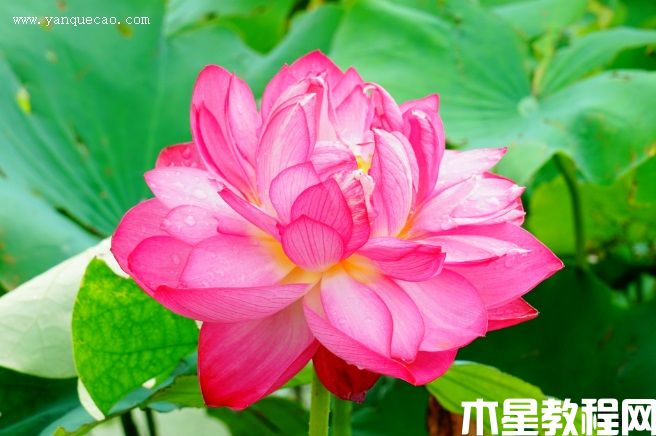 紫氣東來 紫氣東來
