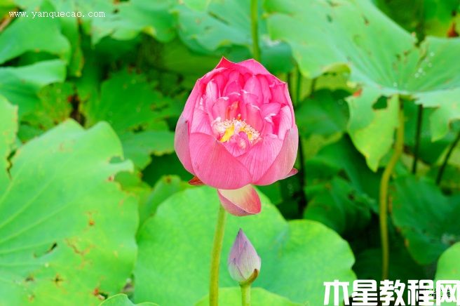 紫氣東來(圖3) 紫氣東來