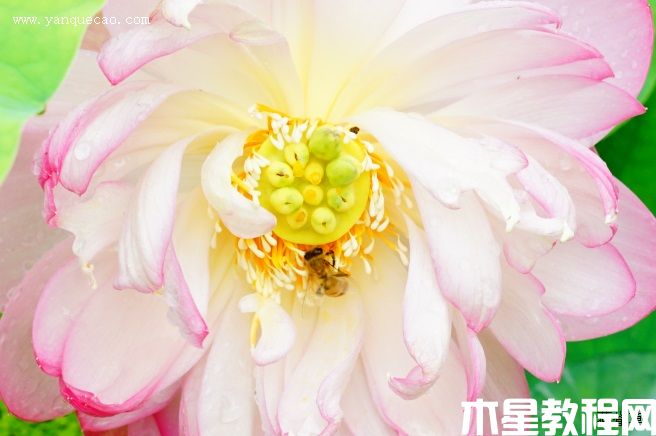 露華濃 露華濃