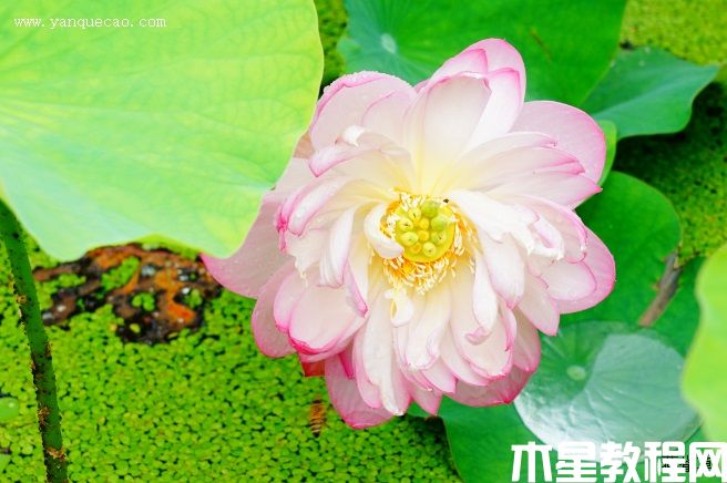露華濃 露華濃