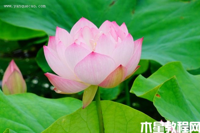 披針?lè)? title=
