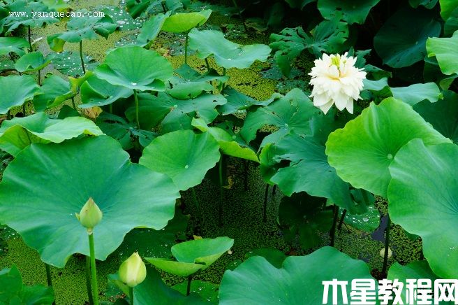 金秋(圖3) 金秋