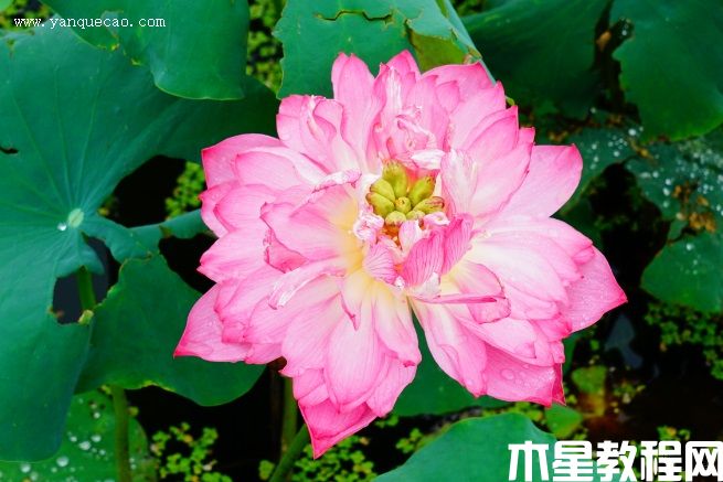 披針紅 披針紅