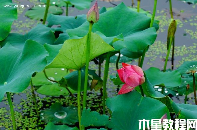 披針紅(圖3) 披針紅
