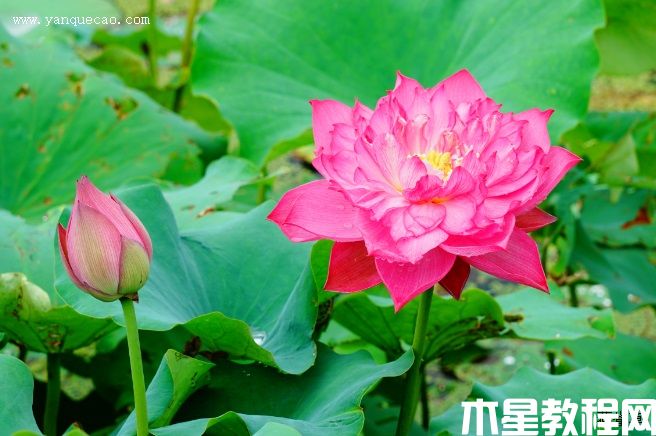 紅統(tǒng)帥(圖3) 紅統(tǒng)帥