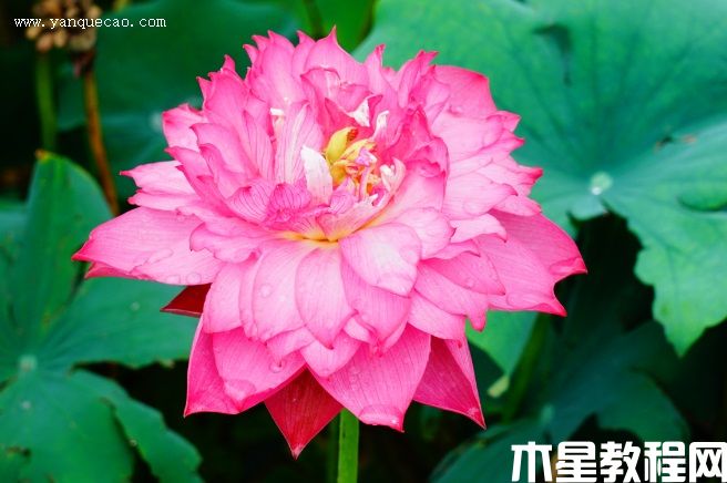 紅統(tǒng)帥 紅統(tǒng)帥