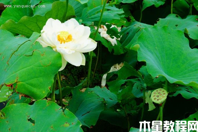 大碧蓮(圖3) 大碧蓮