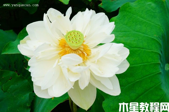 大碧蓮 大碧蓮
