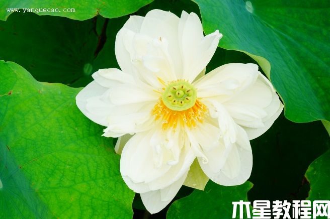 大碧蓮 大碧蓮