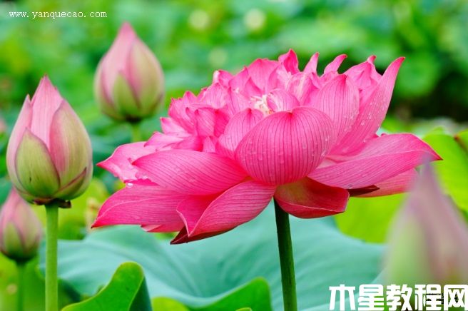 紅統(tǒng)帥 紅統(tǒng)帥