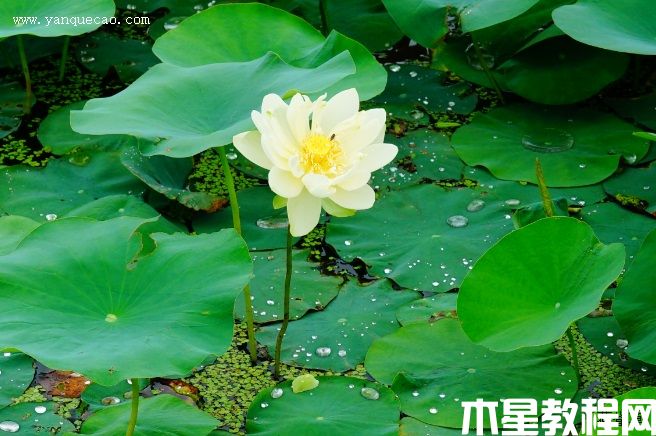 新北極星 新北極星