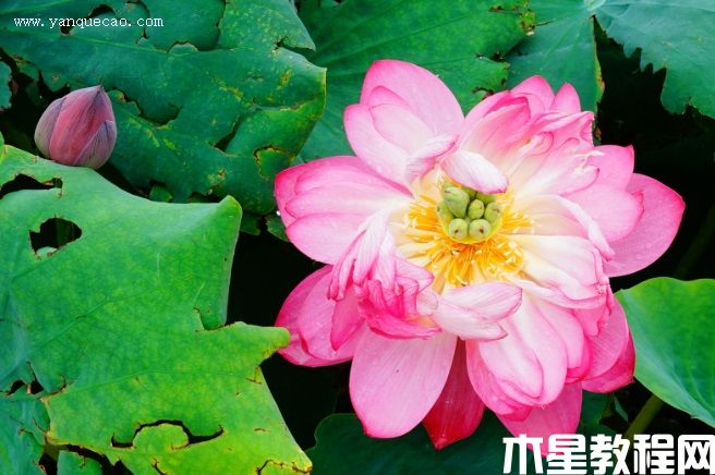 睡美人 睡美人