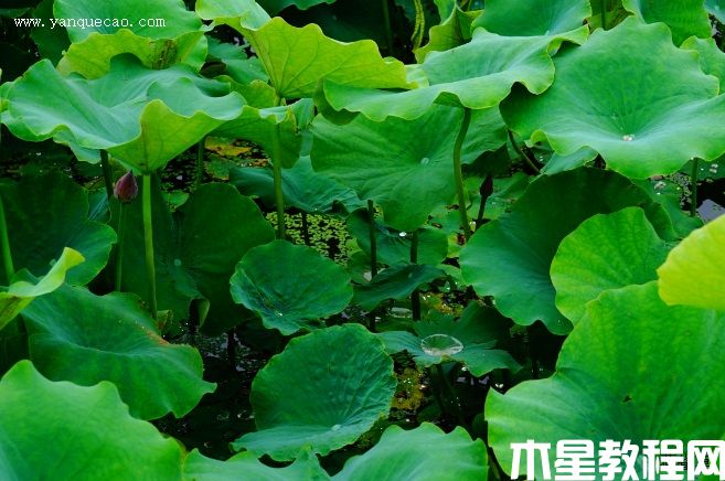 睡美人(圖3) 睡美人