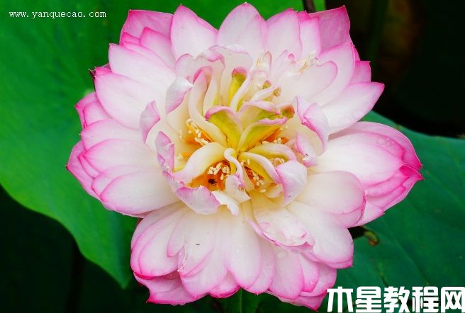 胭脂露 胭脂露