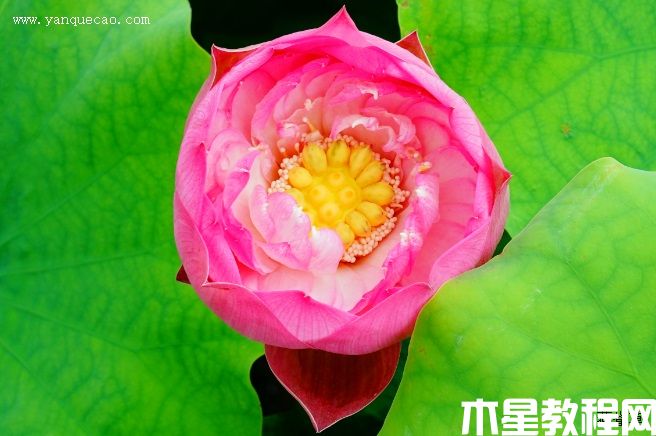 胭脂露 胭脂露