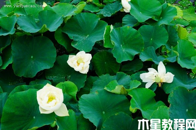 假領(lǐng)袖(圖3) 假領(lǐng)袖