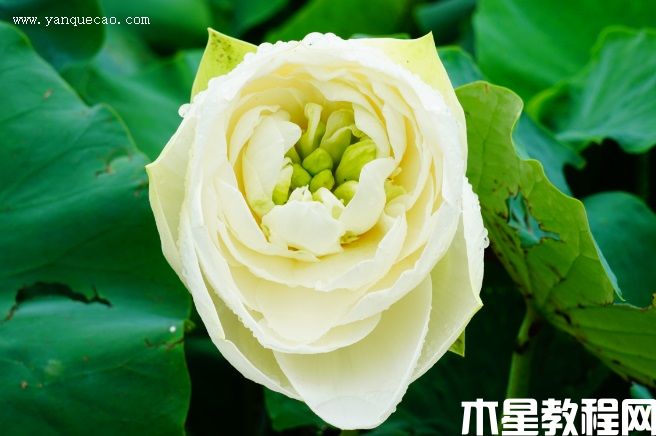 假領(lǐng)袖 假領(lǐng)袖