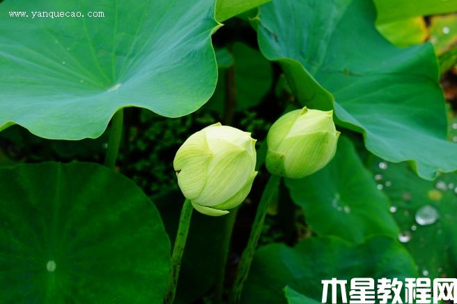 假領(lǐng)袖 假領(lǐng)袖