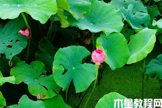 胭脂露(圖3) 胭脂露