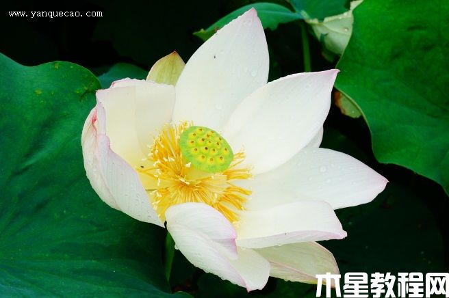 白湘蓮 白湘蓮