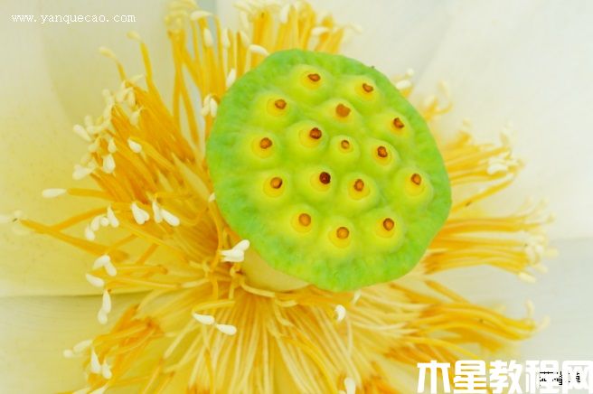 白湘蓮 白湘蓮