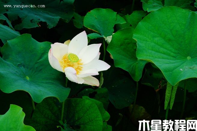 白湘蓮(圖3) 白湘蓮