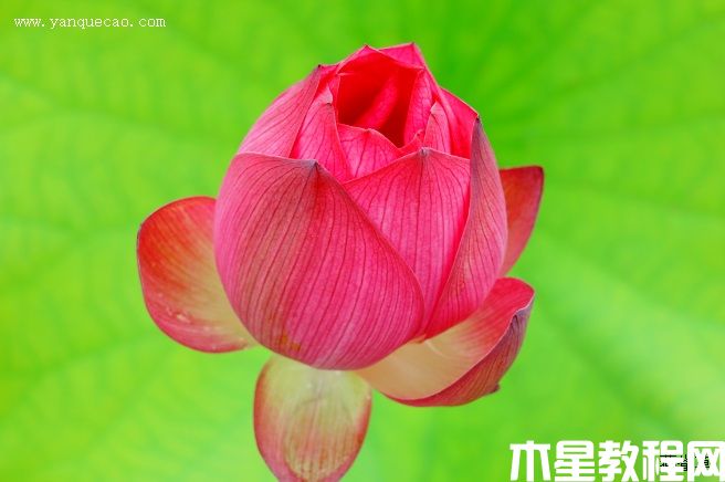 紅湘蓮 紅湘蓮
