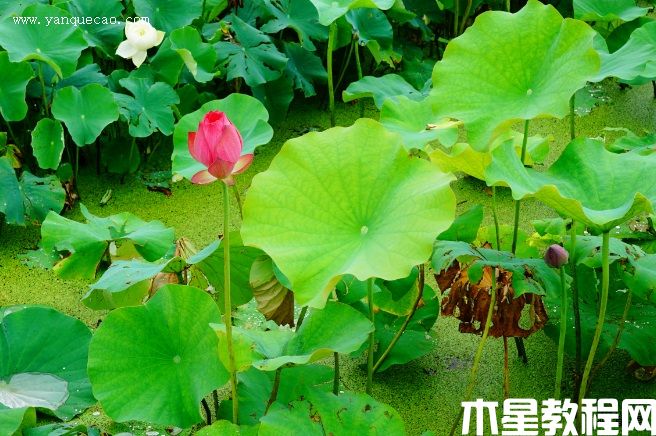 紅湘蓮 紅湘蓮