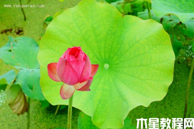 紅湘蓮(圖3) 紅湘蓮