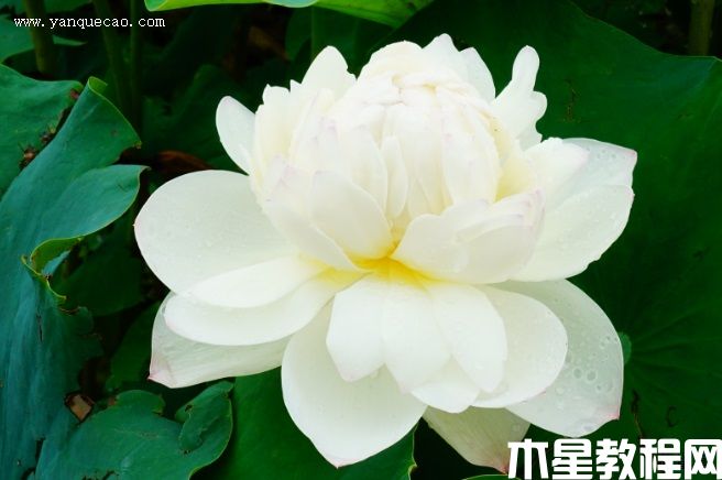 枇杷橙 枇杷橙