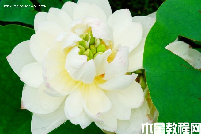 枇杷橙 枇杷橙