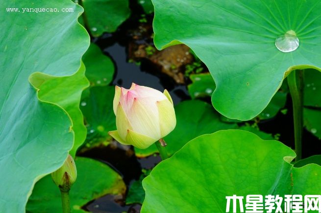 枇杷橙(圖3) 枇杷橙