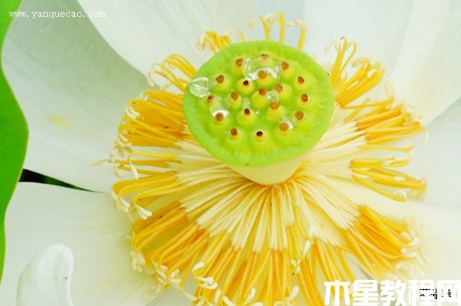 一丈青 一丈青