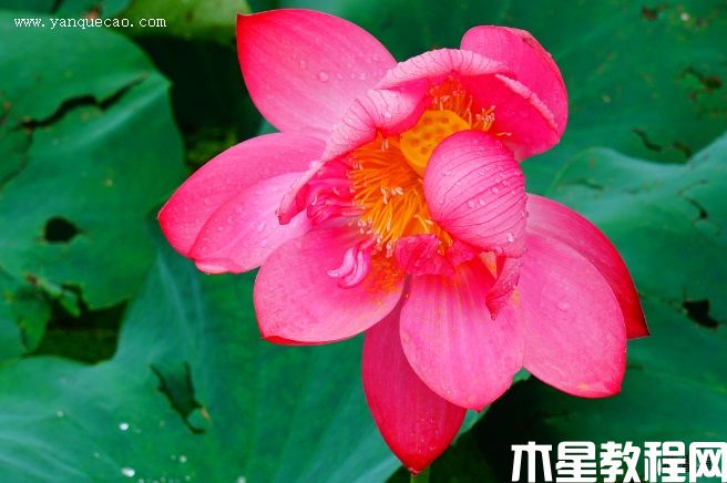 中國紅嘉興 中國紅嘉興