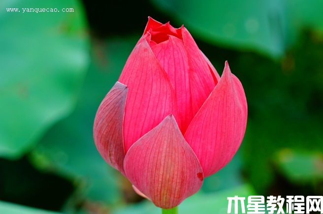 中國紅嘉興 中國紅嘉興