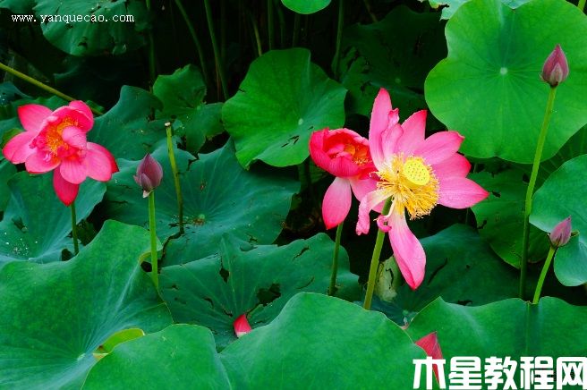 中國紅嘉興(圖3) 中國紅嘉興