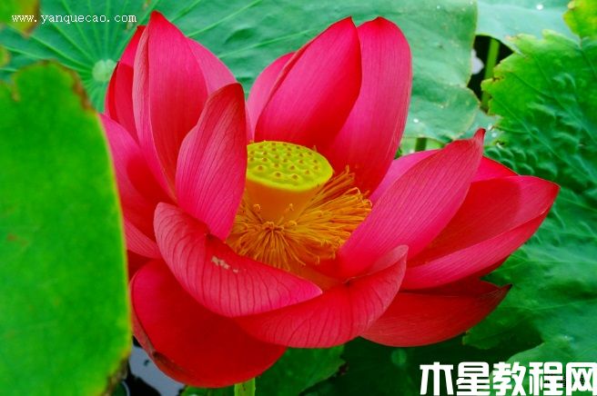 紅太陽 紅太陽