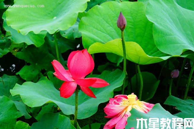 紅太陽(圖3) 紅太陽