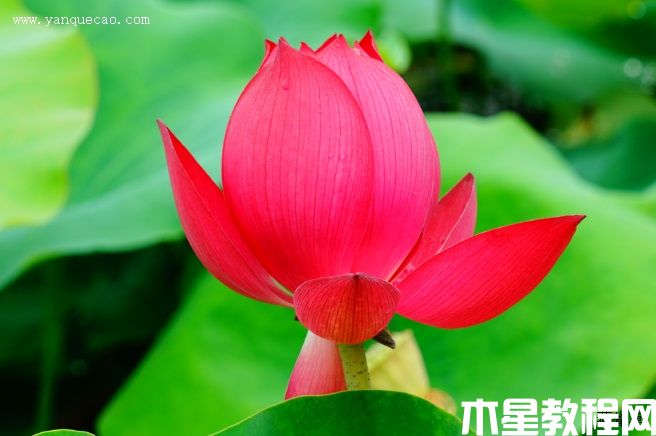 紅太陽 紅太陽