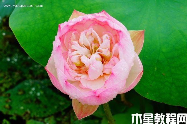 憐愛 憐愛