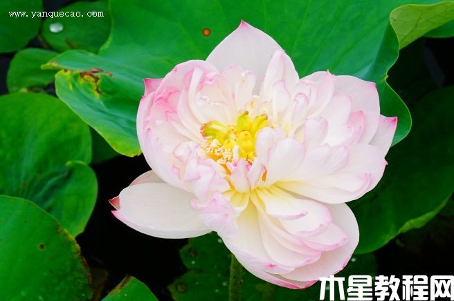 憐愛 憐愛