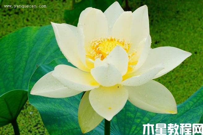 金碧輝煌 金碧輝煌