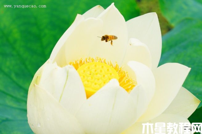 金碧輝煌(圖3) 金碧輝煌