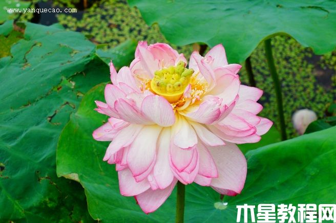 金陵女神 金陵女神